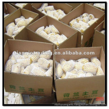 Holland Potato In Cartons